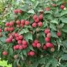 Dogwood - Cornus kousa MILKY WAY