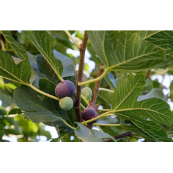 Figmedis - Ficus carica