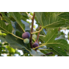 The Fig - Ficus carica
