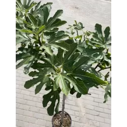 Egzotiniai augalai internetu