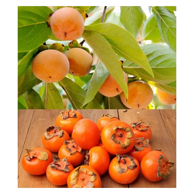 Azijinių persimonų Aroma sodinukai su pristatymu į namus
