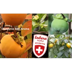 Azijinių persimonų Aroma sodinukai su pristatymu į namus