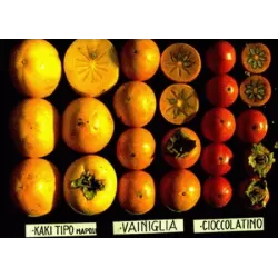 Rytinis (japoninis) juodmedis (persimonas) - Diospyros kaki VANIGLIA