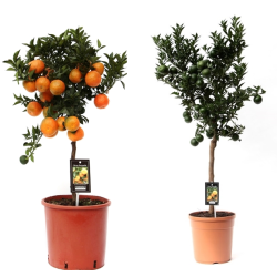  Citrus reticulata mandarine
