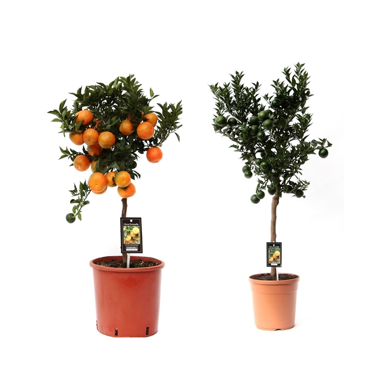 Mandarinmedis - Citrus reticulata mandarine