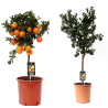 Mandarinmedis - Citrus reticulata mandarine
