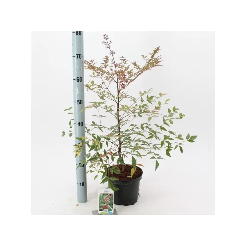 Užsisakyk augalus pavasariui jau dabar