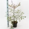 Vaistinė nandina - Nandina domestica COMPACTA užsakymas 2025-2026 m