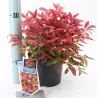 Vaistinė nandina - Nandina domestica BLUSH PINK