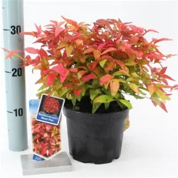 Vaistinė nandina - Nandina domestica BLUSH PINK