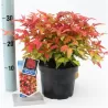 Vaistinė nandina - Nandina domestica BLUSH PINK