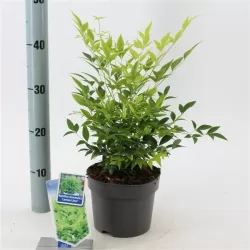 Vaistinė nandina - Nandina domestica LEMON LIME