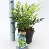 Vaistinė nandina - Nandina domestica LEMON LIME