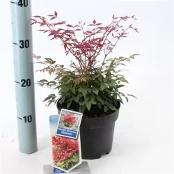 Užsisakyk augalus pavasariui jau dabar