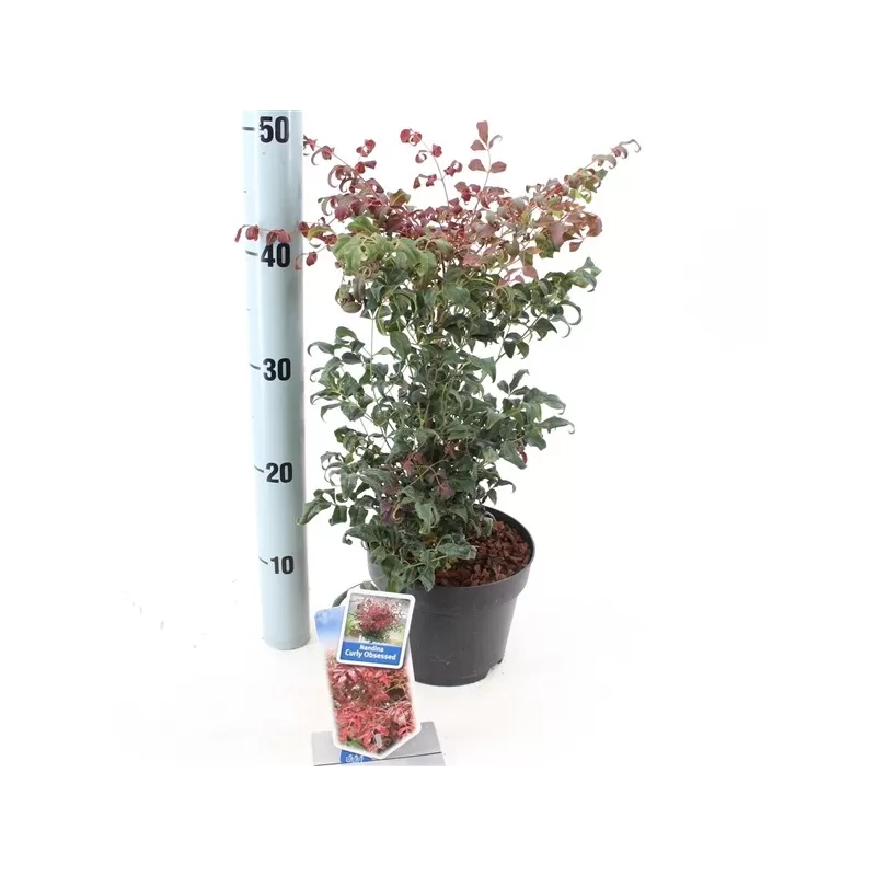 Vaistinė nandina - Nandina domestica OBSESSED CURLY