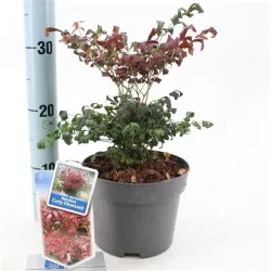 Vaistinė nandina - Nandina domestica OBSESSED CURLY