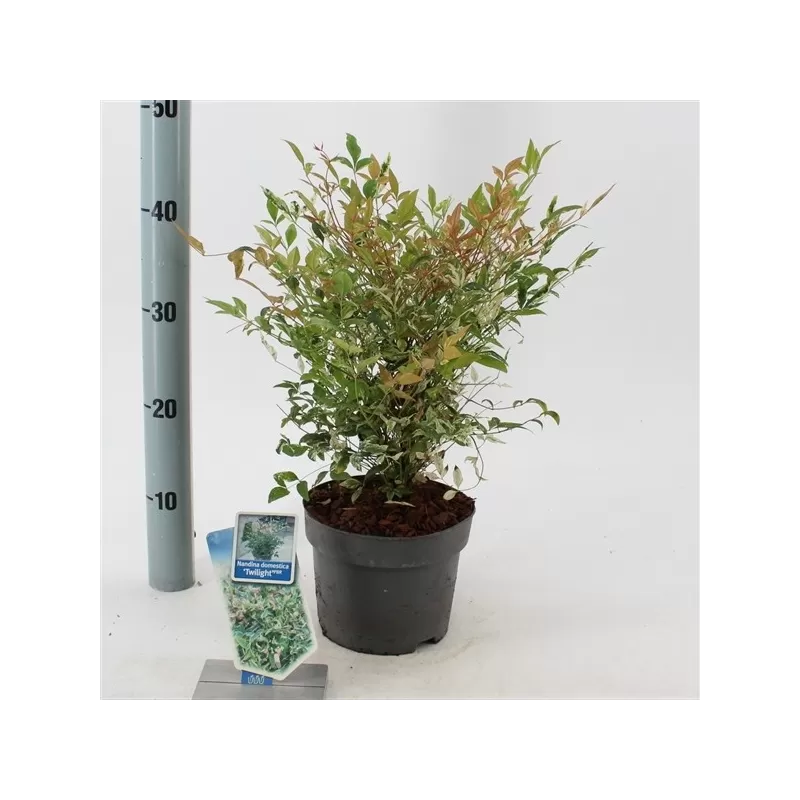 Užsisakyk augalus pavasariui jau dabar