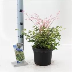 Užsisakyk augalus pavasariui jau dabar