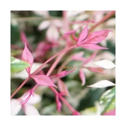 Užsisakyk augalus pavasariui jau dabar