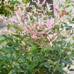 Užsisakyk augalus pavasariui jau dabar