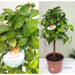 Citrus sinensis CORRUGATO