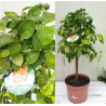 Apelsinmedis - Citrus sinensis CORRUGATO