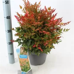 Vaistinė nandina - Nandina domestica GULFSTRAIM