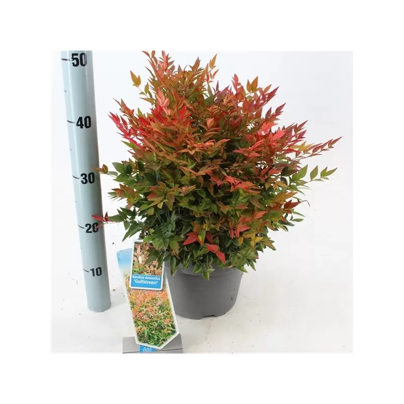 Vaistinė nandina - Nandina domestica GULFSTRAIM