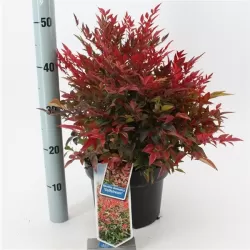Vaistinė nandina - Nandina domestica GULFSTRAIM