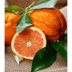 Apelsinmedis - Citrus sinensis CORRUGATO