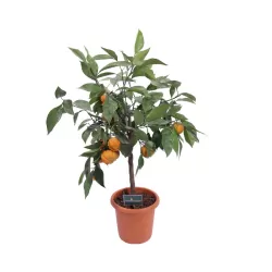Apelsinmedis - Citrus sinensis CORRUGATO