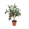 Apelsinmedis - Citrus sinensis CORRUGATO
