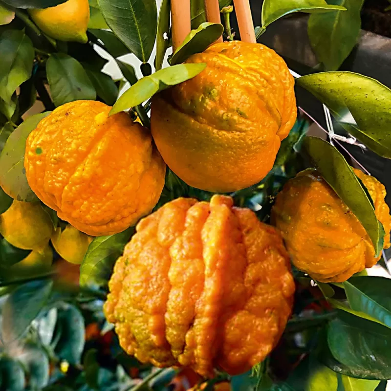 Apelsinmedis - Citrus sinensis CORRUGATO