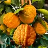 Apelsinmedis - Citrus sinensis CORRUGATO