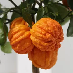 Apelsinmedis - Citrus sinensis CORRUGATO