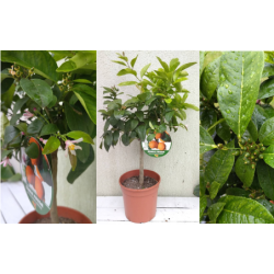 Raudonoji citrina - Citrus x limonia LIMA ROSSA