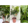 Raudonoji citrina - Citrus x limonia LIMA ROSSA