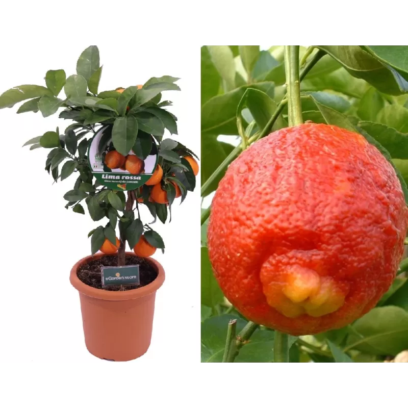 Raudonoji citrina - Citrus x limonia LIMA ROSSA
