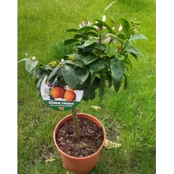 Raudonoji citrina - Citrus x limonia LIMA ROSSA
