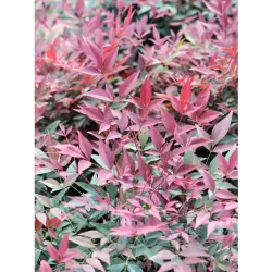 Užsisakyk augalus pavasariui jau dabar