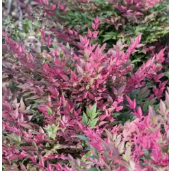 Užsisakyk augalus pavasariui jau dabar