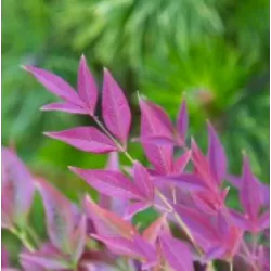 Užsisakyk augalus pavasariui jau dabar