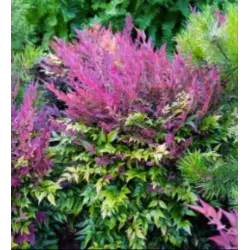 Užsisakyk augalus pavasariui jau dabar