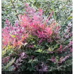 Užsisakyk augalus pavasariui jau dabar