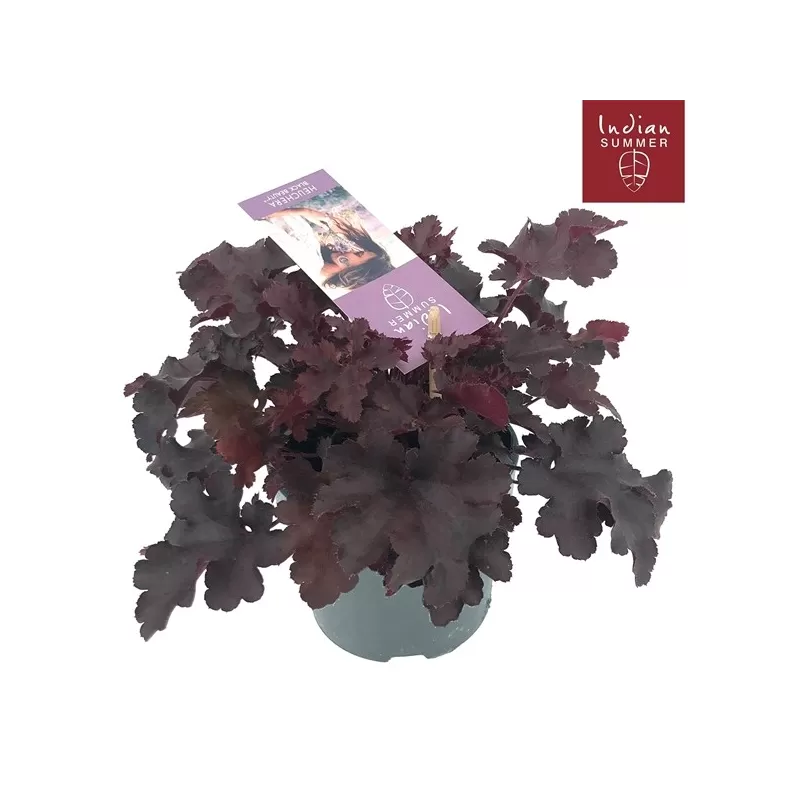 Heuchera INDIAN SUMMER BLACK