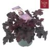 Heuchera INDIAN SUMMER BLACK