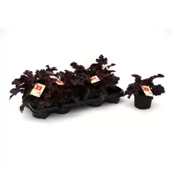 Heuchera INDIAN SUMMER BLACK