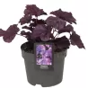 Alūnė - Heuchera INDIAN SUMMER FOREVER PURPLE