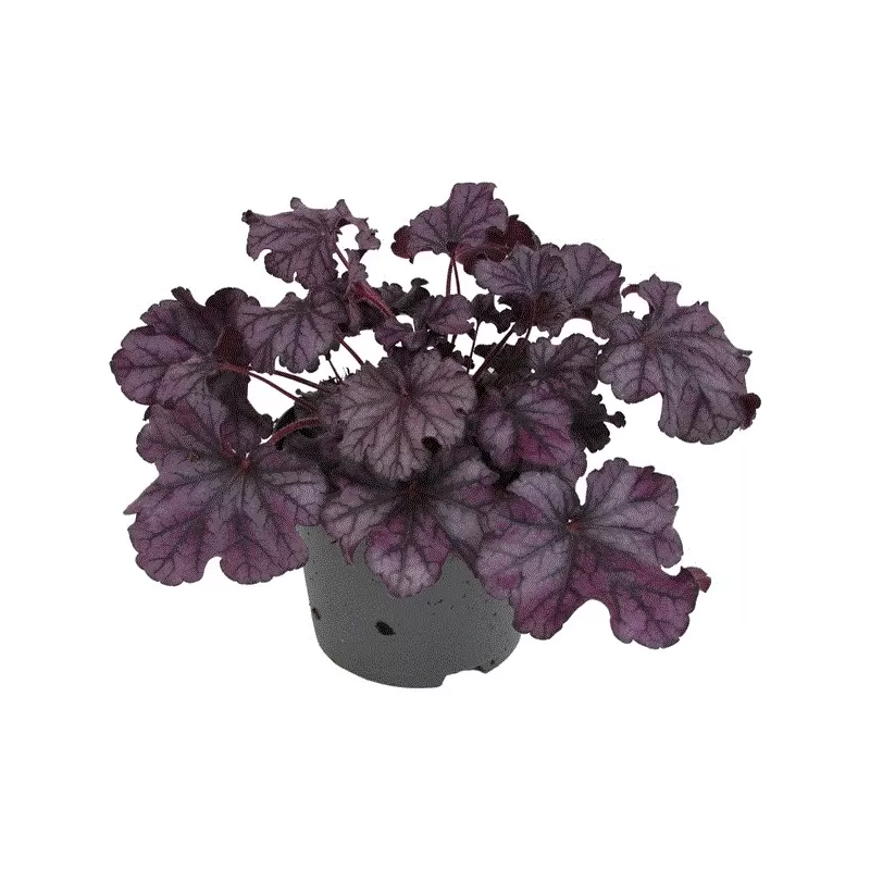 Alūnė - Heuchera INDIAN SUMMER FOREVER PURPLE