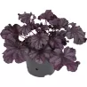 Alūnė - Heuchera INDIAN SUMMER FOREVER PURPLE